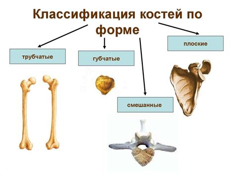 Какие кости подходят?