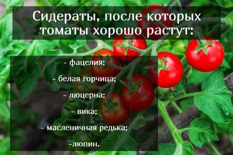 Какие культуры рекомендуется сажать после томатов в садебном обороте?