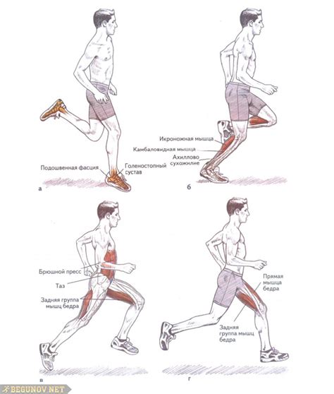 Какие мышцы задействованы при беге?
