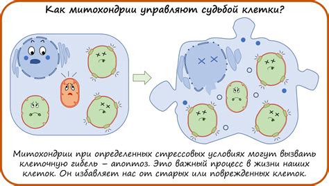 Какие органеллы участвуют в синтезе АТФ?