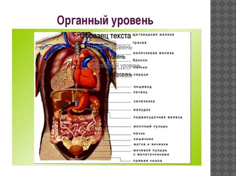 Какие органы взимают комиссию