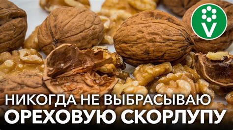 Какие польза и вред грецкого ореха для собаки