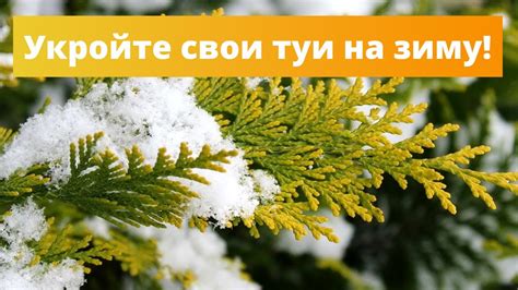 Какие последствия может иметь неправильное укрытие туи смарагд на зиму?