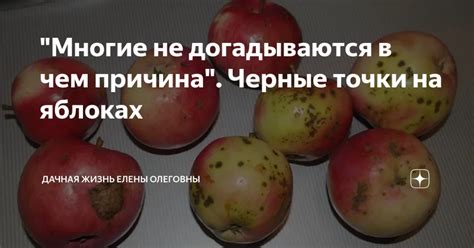 Какие продукты могут оставаться на яблоках?