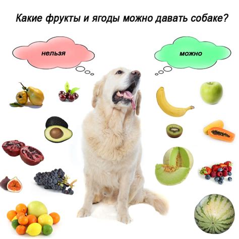 Какие продукты можно давать