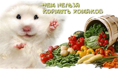 Какие продукты полезны для хомяков?