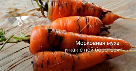 Какие растения предпочитает морковная муха