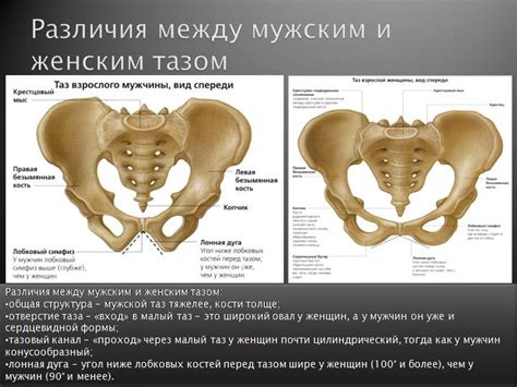 Какие факторы могут повлиять на раздвигание костей таза?