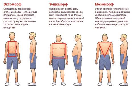 Какие фигуры предпочитают мужчины?