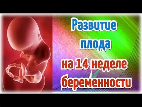 Какие физические изменения происходят у плода на 14 неделе беременности?