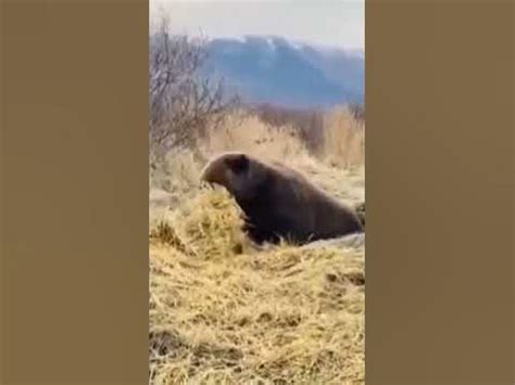 Каким образом мыши готовятся к зимней спячке