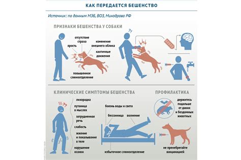 Каким образом передается бешенство?