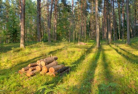 Каковы правила безопасного обращения с летучими мышами?