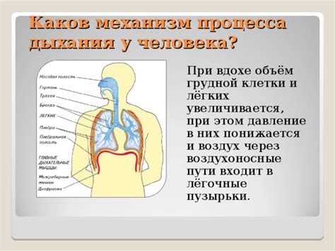 Каков механизм дыхания одним легким?