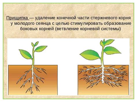 Какое действие оказывает нитрофен на растения?