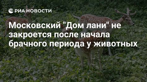 Какой возраст является наиболее благоприятным для начала брачного периода у котов?