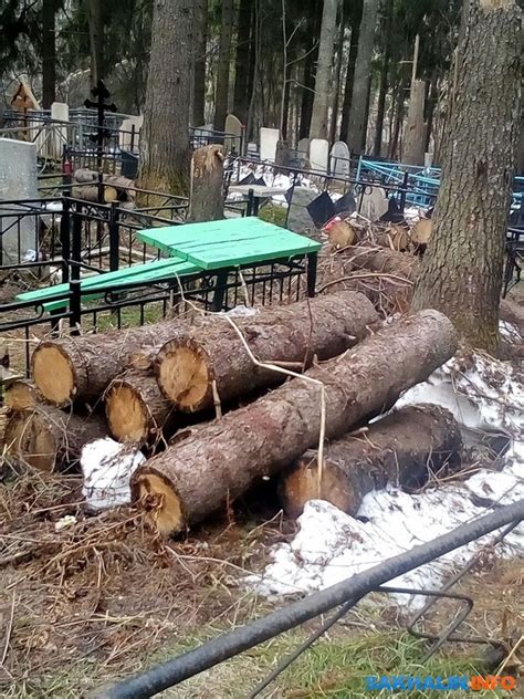 Какой вред приносит рубка деревьев на кладбище