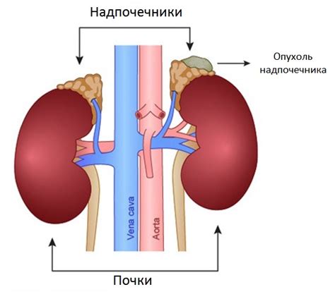 Как аденома может влиять на терморегуляцию организма