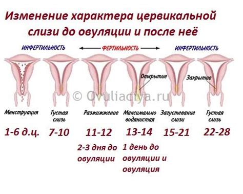 Как безопасно посещать баню во время овуляции