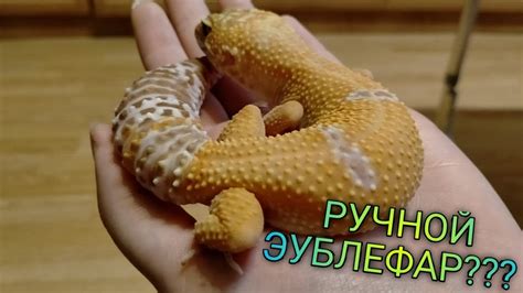 Как брать на руки эублефара: полезные советы