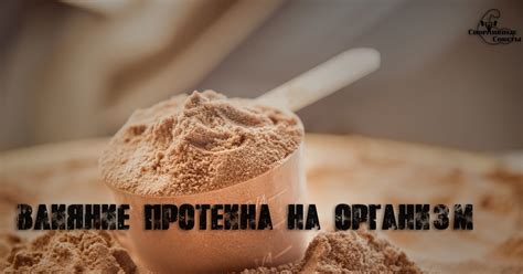 Как влияет протеин на организм без физических нагрузок?