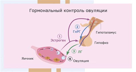 Как влияют гормональные изменения на качество сдаваемой крови?