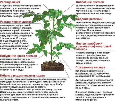 Как влияют условия выращивания на сроки плодоношения?