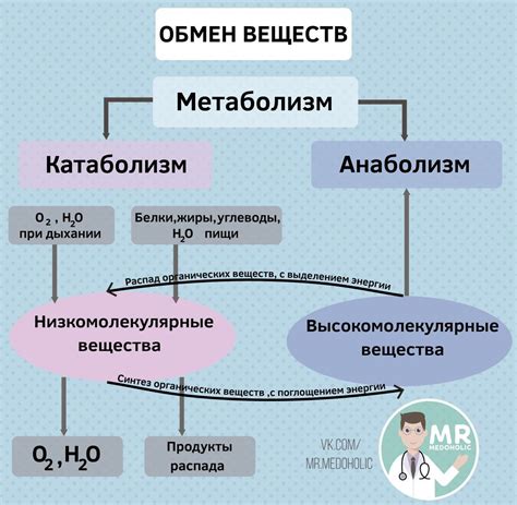 Как вода влияет на обмен веществ?