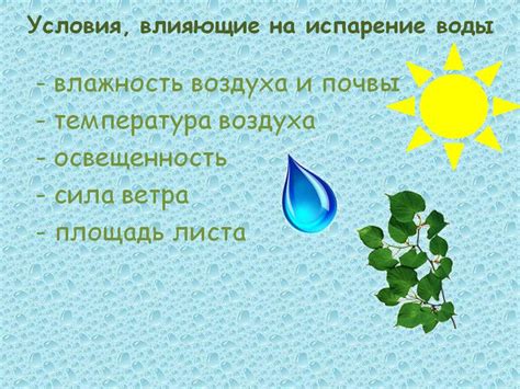 Как вода влияет на растения и животных во время дождя?