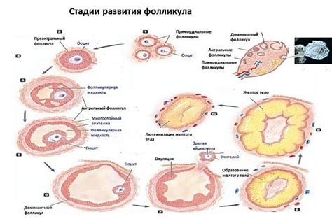 Как возникает фолликул