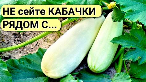 Как выбрать и подготовить кабачки для лодочек