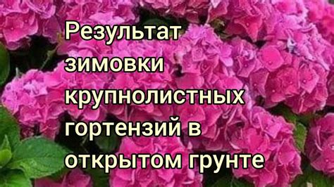 Как выбрать место для зимовки герани в открытом грунте?