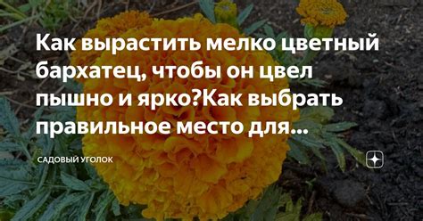 Как выбрать место для посадки бадана