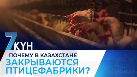 Как выбрать подходящее место для птицефабрики в Казахстане