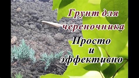 Как выбрать правильный срок для заготовки черенков осенью?