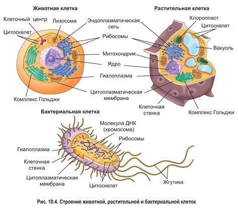 Как выглядят и какие могут быть особенности потомков