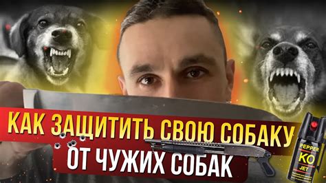 Как защитить свою собаку от энцефалита?