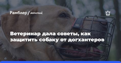 Как защитить собаку от ОРВИ?