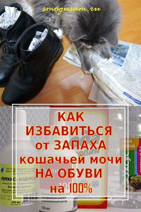 Как избежать попадания мочи кота на одежду