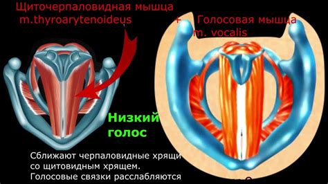 Как изменить голосовые связки