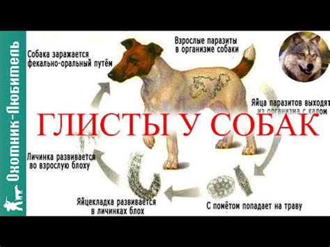 Как лечить глисты у собаки?