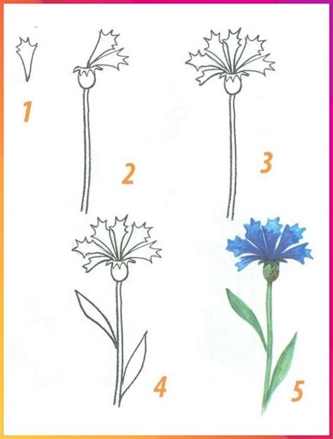 Как нарисовать василек красками пошагово для детей