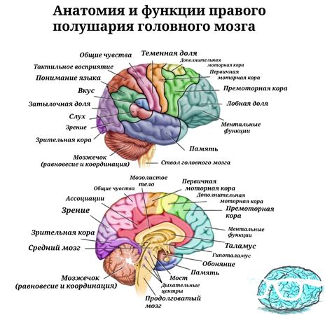 Как нейрофизиология доказывает подлинность теории о существовании мозга без тела?