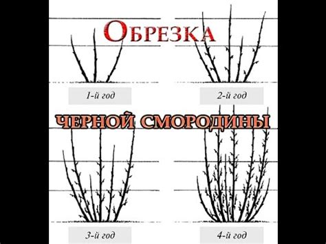 Как обрезать ветки смородины правильно