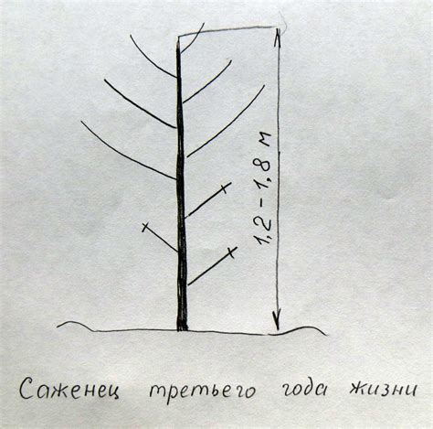 Как обрезать грецкий орех для формирования красивой кроны