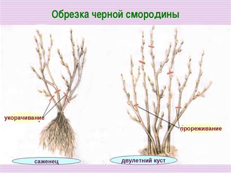 Как обрезать смородину весной