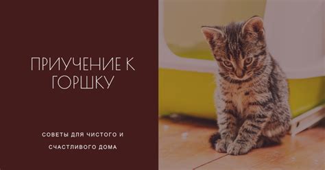 Как определить время для обучения котенка лотку