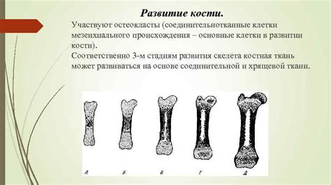 Как определить закрылось ли развитие костей?