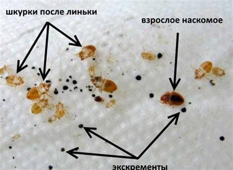 Как определить наличие клопов в книгах