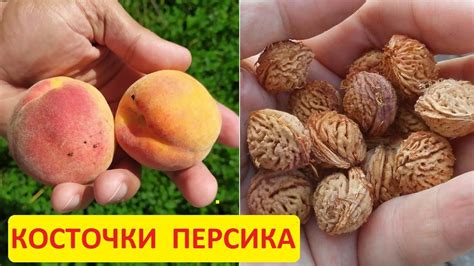 Как определить съедобность персика?